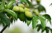 arbre fruitier de Canarium album Raeusch avec plusieurs fruits verts