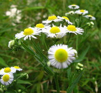 plantes à fleurs de Chrysanthemum indicum L avec de nombreuses fleurs blanches