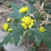 plantes fleuries de Chrysanthemum indicum L avec plusieurs fleurs jaunâtres