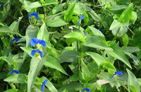 flowering plants of Commelina communis L. with small blue flowers