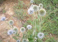 blomstrende planter af Echinops latifolius Tausch vokser på marken