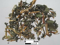 Folium Polygoni Tinctorii