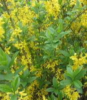 blomstrende plante af Forsythia suspensa med grønne blade og mange gule blomster