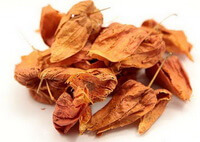 Franchet Groundcherry Fruit