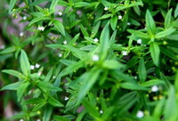 flowering plants of Hedyotis diffusa Willd with small white flowers and green leaves