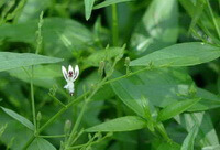 a flowering plant of Andrographitis