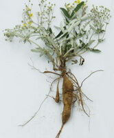 a fresh herb of Herba Potentillae Discoloris,roots and leaves,and small flowers