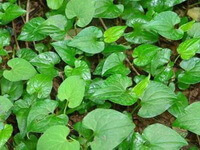 shrubs of Houttuynia cordata Thunb grow in a field