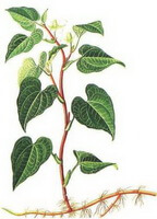 a colorful drawing of Houttuynia cordata Thunb,rhizome,stem and leaves