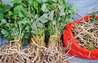 fresh herb of Houttuynia cordata Thunb are tied up in three bundles