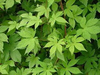 plants of Humulus scandens Lour.Merr. growing in a cluster with many green leaves