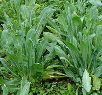 plants of Isatis indigotica Fort grow in field