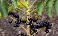 Java Brucea Fruit