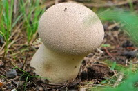 a white mushroom of Lasiosphaera fenzlii Reichb grow in grass
