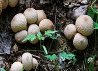 mushrooms of Lasiosphaera fenzlii Reichb grow in several clusters