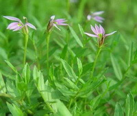 flowering plants of Lobelia chinensis Lour with four pink flowers grow in sunny days