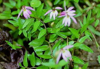 several plants of Lobelia chinensis Lour grow in field with four pink flowers