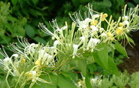 flowering plants of Lonicera japonica Thunb with many white flowers