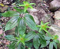 planter af Paris polyphylla Smith var.chinenisi Franch Hara. vokser på marken