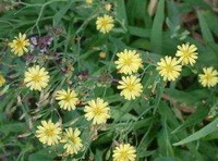 flowering plants of Patrinia scabiosaefolia Fisch with many yellow flowers