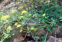 flowering plants of Patrinia scabiosaefolia Fisch.ex Trev. grow in a field