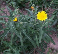 flowering plants of Patrinia scabiosaefolia Fisch.ex Trev. with yellow flowers and buds
