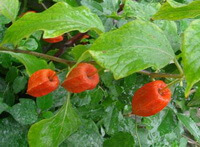 fruiting plants of Physalis alkekengi L.var.franchetii Mast.Makino with green leaves and four pendulous orange-colored fruits