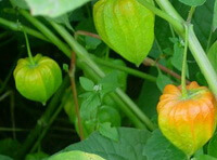 fruiting plants of Physalis alkekengi L.var.franchetii Mast.Makino., with two pendulous green fruits and one yellowing fruits hanging on branches