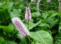 a flowering plant of Polygonum bistorta L.,with two pink flower spikes growing on the stem top