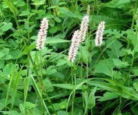 plants of Polygonum bistorta L grow in cluster with four pinkish flower spikes