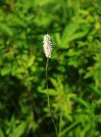 a plant of Polygonum manshuriense V.Petr.ex Kom. with a flower spike