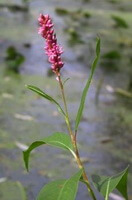 une plante à fleurs de Polygonum tinctorium Ait poussant près d une rivière avec des épis de fleurs roses