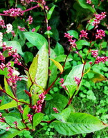 des plantes fleuries de Polygonum tinctorium Ait poussent dans un champ avec de nombreux épis de fleurs rose rougeâtre et des feuilles vertes