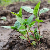 plusieurs plants de Polygonum tinctorium Ait poussent dans un champ, avec des feuilles vertes et des tiges rougeâtres