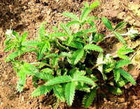shrubs of Potentilla discolor Bunge grow in a cluster in field