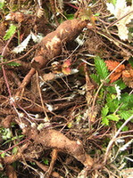 fresh herb of Potentilla discolor Bunge,leaves,stems and roots with soil