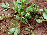 Purslane Herb
