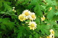 plantes à fleurs de Pyrethrum lavandulifolium Fisch avec plusieurs fleurs jaunâtres