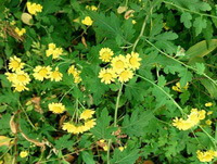 plantes à fleurs de Pyrethrum lavandulifolium Fisch avec de nombreuses fleurs jaunes