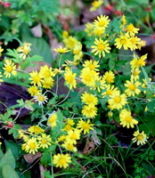 plantes à fleurs de Pyrethrum lavandulifolium Fisch avec de nombreuses petites fleurs jaunes poussant sur la montagne