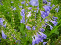 Blomstrende planter af Scutellaria barbata D.Don. med lilla blomster