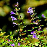 blomstrende planter af Scutellaria barbata D.Don. vokser på solrige dage med lilla blomster og grønne blade