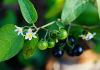 a fruiting branch of Solanum nigrum L with small white flowers and black mature berries and green unmature berries.