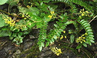 Blomstrende planter af Sophora tonkinensis Gapnep med gule blomster