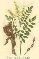 en farverig tegning af Sophora tonkinensis Gapnep, rod,stængler og blade,gule blomster og bælge