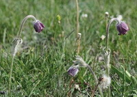 blomstrende planter af Pulsatilla campanella Fisch.ex Regel. med lilla hængende blomster vokser på marken