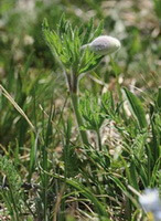 en plante af Pulsatilla campanella Fisch.ex Regel. med et blomsterblad