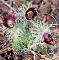 blomstrende planter af Pulsatilla cernua Thunb.Bercht.et Opiz. med violette røde blomster