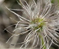 blomst af Pulsatilla turczaninovii Kryl.et Serg.