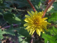 Plantes à fleurs de Taraxacum erpyhropodium kitag avec une fleur jaune